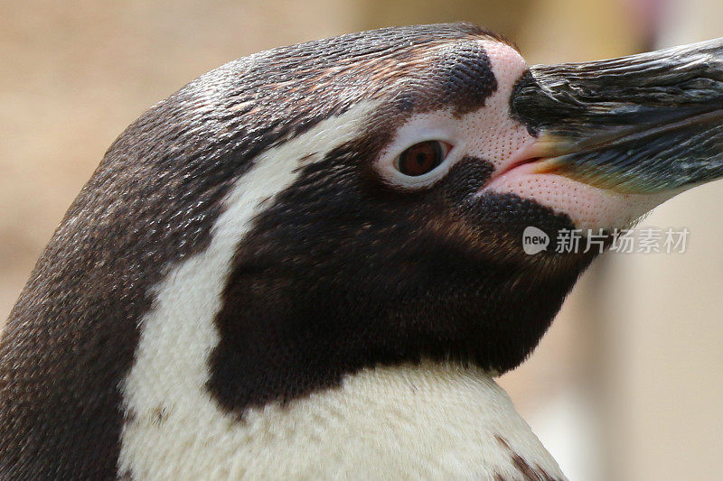 野生洪堡企鹅不会飞的海鸟(Spheniscus humboldti)显示黑白羽毛，近距离嘴/嘴和眼睛，洪堡企鹅站在户外，与非洲、麦哲伦和加拉帕戈斯企鹅有关
